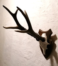 Außergewöhnliches geweih vom gebraucht kaufen  Miltenberg
