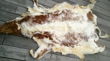 Full young cow for sale  Culver City