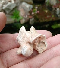 Morocco fossil sea for sale  WREXHAM