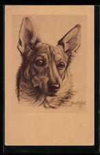 Ansichtskarte schäferhund por gebraucht kaufen  Berlin