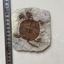 Fossile paleontologico giurass usato  Spedire a Italy