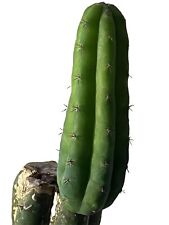 Echinopsis peru for sale  JOHNSTONE