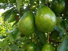 Avocado gwen seedlings for sale  Winter Haven