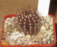 Uebelmannia pectinifera rnk18 usato  Spedire a Italy