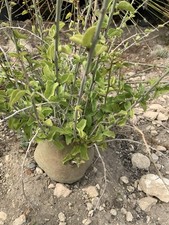 Adenia spinosa succulente usato  Monterosso Almo