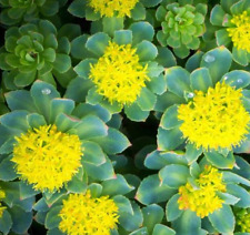 Semillas de ROSEROOT RANÚNCULO rosa de oro raíz Sedum Rhodiola Rosea amarillo comprar usado Semillas de ROSEROOT RANÚNCULO rosa de oro raíz Sedum Rhodiola Rosea amarillo comprar usado  Enviando para Brazil