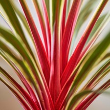 Cordyline magic star for sale  UK