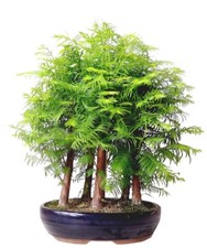 Metasequoia dawn redwood for sale  SOUTHAMPTON