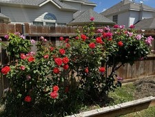 Premium bird organic for sale  Wylie