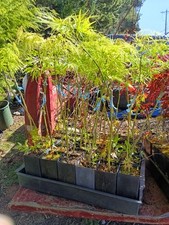 Japanese maples lot for sale  Oregon City