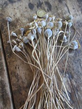English dried flower for sale  HEREFORD