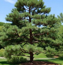 Pinus strobus tree for sale  Oakland Gardens