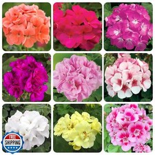 Geranium flower seeds for sale  San Jose
