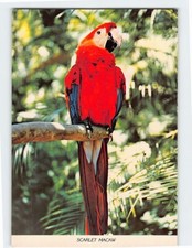 Postcard scarlet macaw for sale  Almond