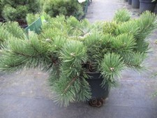 Pinus mugo krauskopf gebraucht kaufen  Zetel
