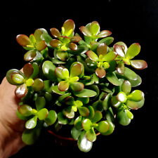 Jade money plant for sale  LEIGH