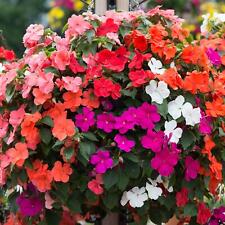Perfect plants busy for sale  HAILSHAM