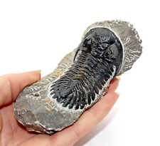 Fossil trilobite hollardops for sale  BECCLES