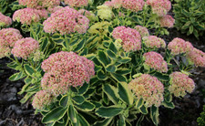 Sedum autumn charm for sale  Hayden