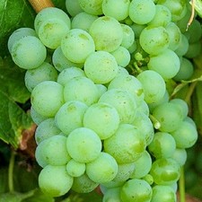 Sauvignon blanc rebe gebraucht kaufen  Landau