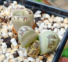 Lithops dorotheae c300 for sale  DARLINGTON