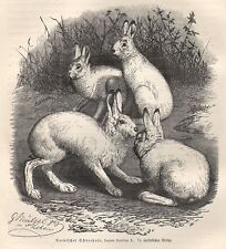 Alpenhase nordischer schneehas gebraucht kaufen  Lauenburg/ Elbe