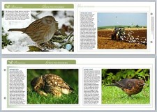 Ground feeders behaviour for sale  SLEAFORD