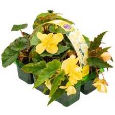 Begonia trailing lemon for sale  UK