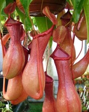 Nepenthes pitcher ventrata for sale Nepenthes pitcher ventrata for sale  PORTSMOUTH