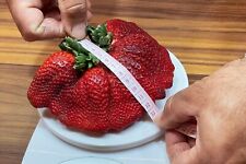 Graines fraises géantes d'occasion  Expédié en France