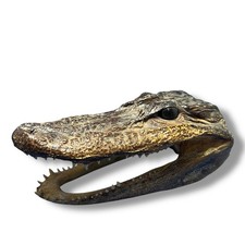 Real alligator head for sale  Louisville