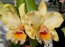 George king luminosa for sale  Akron