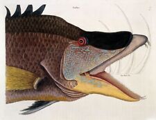 Great hog fish for sale  LONDON