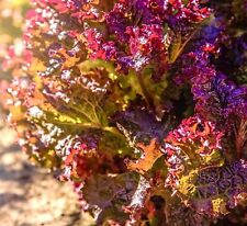 Lettuce lollo rosso for sale  DEWSBURY