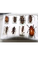 Insekten cerambycidae laos gebraucht kaufen  Arnsberg