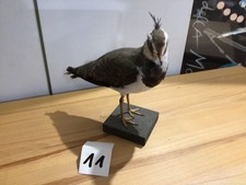 Kiebitz vogel präparat gebraucht kaufen  Kiel