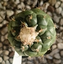 Turbinicarpus lophophoroides p usato  Vanzaghello