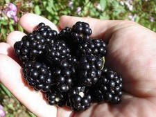 Organic blackberry seeds for sale  Bois D Arc
