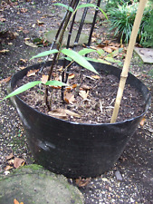 Phyllostachys nigra 32l for sale  BIRMINGHAM
