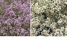 Baby breath flower for sale  LONDON