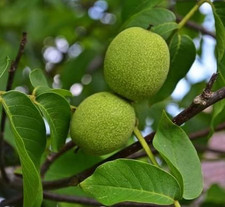 black walnut nuts for sale black walnut nuts for sale Denver