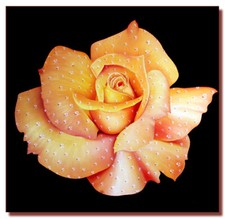 Rose days print for sale  Miami