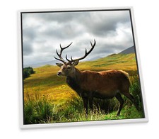 Stag deer scotland for sale  UK