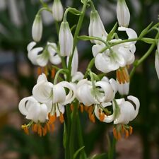 Lilium martagon seeds for sale  LONDON