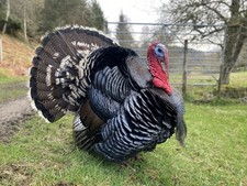 Norfolk bronze turkey for sale  MUIR OF ORD