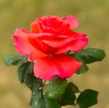 Rosa meilland cristoforo usato Rosa meilland cristoforo usato  Napoli