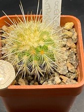 Echinocereus russanthus correl for sale  MOLD