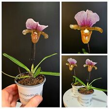 Mini paphiopedilum charleswort for sale  NOTTINGHAM