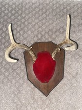 Vintage whitetail deer for sale  Minneapolis