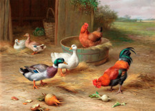 Chickens ducks rooster for sale  Ahsahka